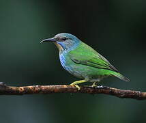 Shining Honeycreeper