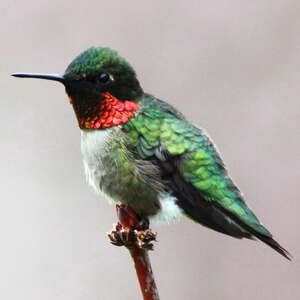 Colibri à gorge rubis