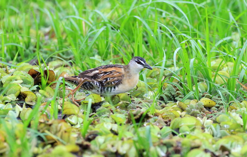 Yellow-breasted Crake