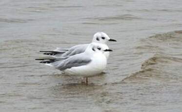 Mouette de Bonaparte