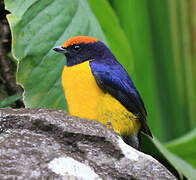 Tawny-capped Euphonia