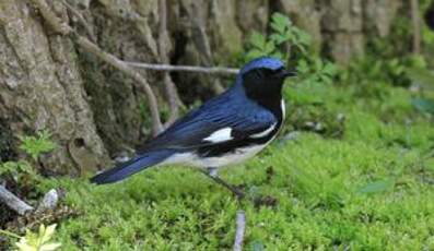 Paruline bleue