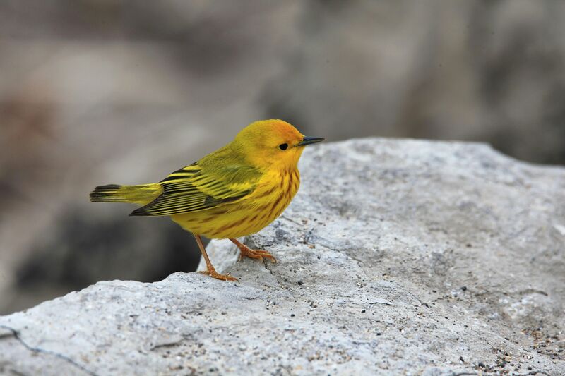 American Yellow Warbler