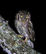 Tropical Screech Owl