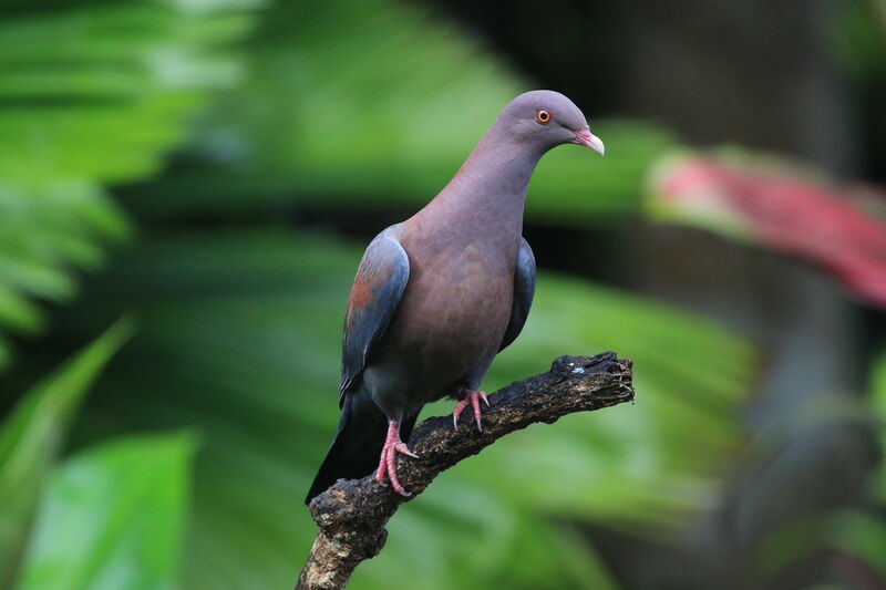 Pigeon à bec rouge