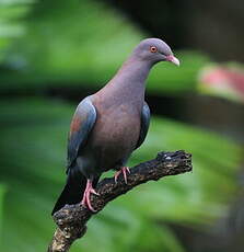 Pigeon à bec rouge