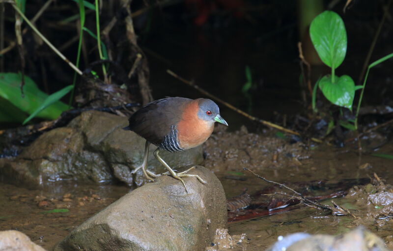 White-throated Crake