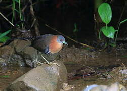 White-throated Crake