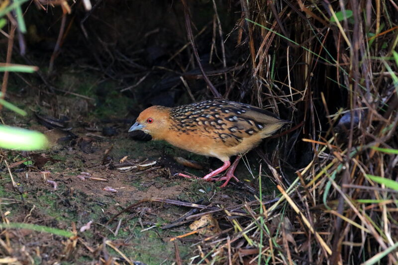 Ocellated Crake