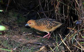 Ocellated Crake