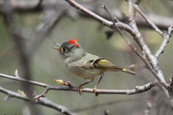 Roitelet à couronne rubis