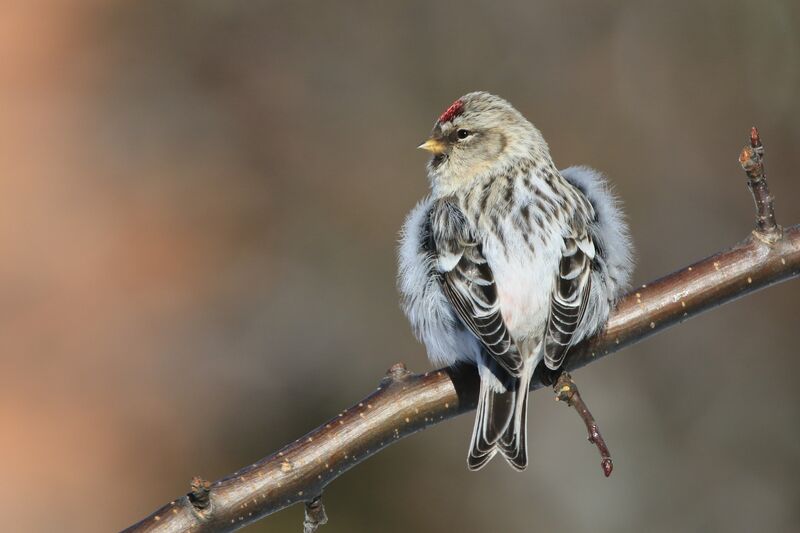 Redpoll