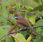 Pale-breasted Spinetail