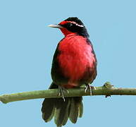 Rosy Thrush-tanager