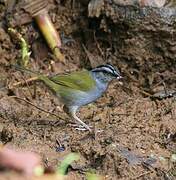 Black-striped Sparrow