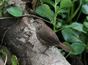 Troglodyte austral