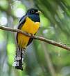 Trogon de Cabanis