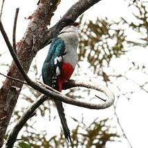 Trogon de Cuba