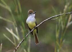 Brown-crested Flycatcher