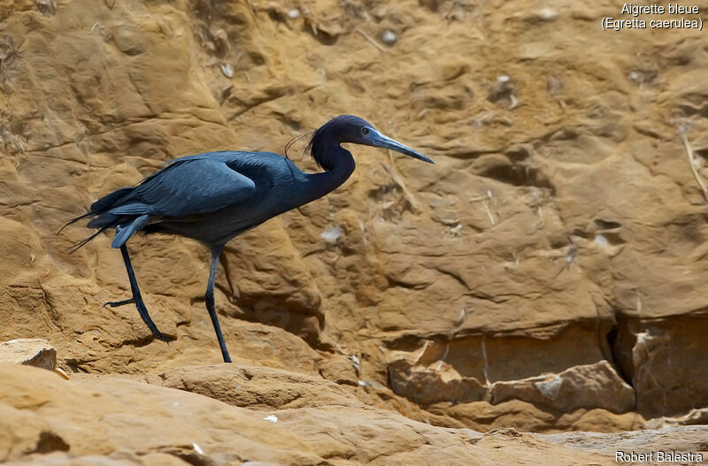 Aigrette bleue