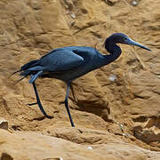 Little Blue Heron