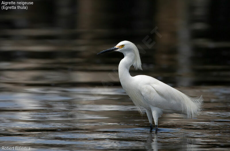 Aigrette neigeuse