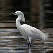 Aigrette neigeuse