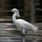 Aigrette neigeuse