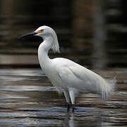 Aigrette neigeuse