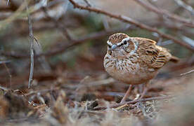 Fawn-colored Lark