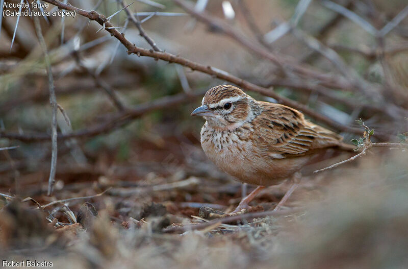 Fawn-colored Lark