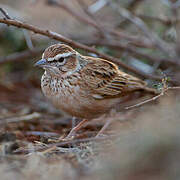 Fawn-colored Lark