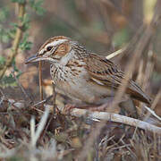 Fawn-colored Lark