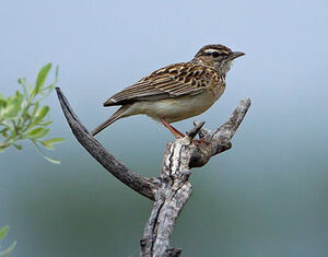 Sabota Lark - Calendulauda sabota