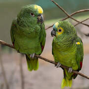 Turquoise-fronted Amazon