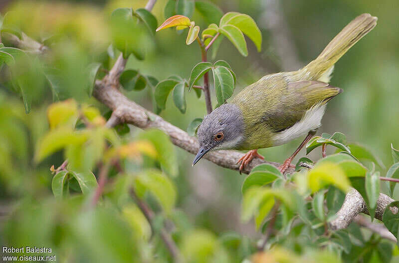 Apalis à Gorge Jaune Adulte - Roba190576