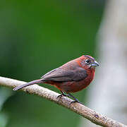 Red Pileated Finch