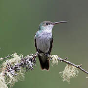 Green-and-white Hummingbird