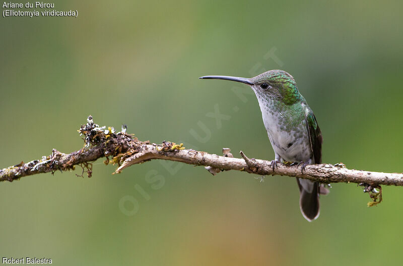 Green-and-white Hummingbird