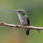 Green-and-white Hummingbird