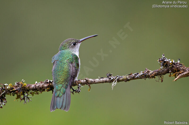 Green-and-white Hummingbird