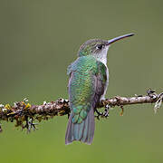 Green-and-white Hummingbird