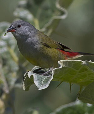 Yellow-bellied Waxbill - Coccopygia quartinia