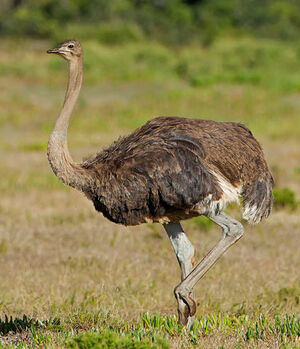 Common Ostrich - Struthio camelus