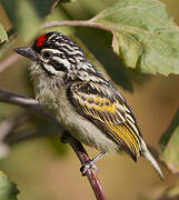 Northern Red-fronted Tinkerbird