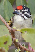 Northern Red-fronted Tinkerbird