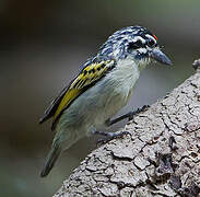 Northern Red-fronted Tinkerbird