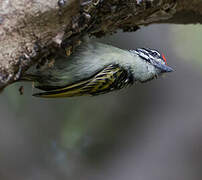 Northern Red-fronted Tinkerbird