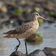 Marbled Godwit