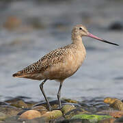 Marbled Godwit